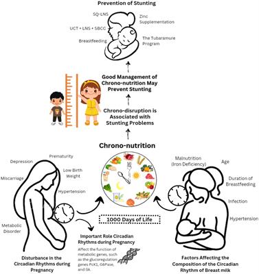 The interlink between chrono-nutrition and stunting: current insights and future perspectives